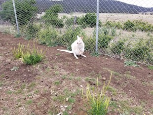 院子里漫步的白色母鸡