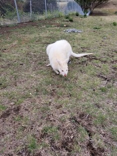 草地上的白色狗狗