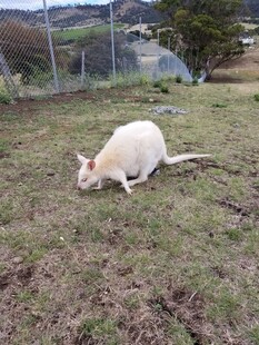 草地上的白色袋鼠