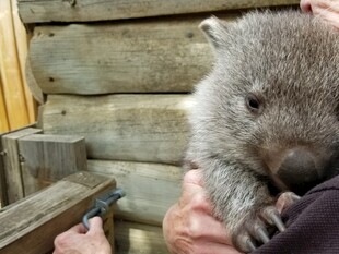 可爱袋熊被温柔捧在手中