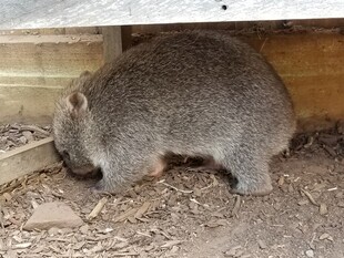 木棚下嗅探的灰色小动物