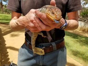 男子手持色彩斑斓的蜥蜴