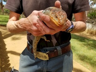 男子手持色彩斑斓的蜥蜴