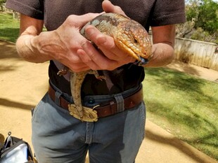 男子手持蜥蜴展示