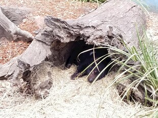 树洞旁的草丛与枯木