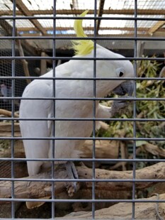 笼中凤头鹦鹉