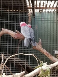 笼中粉红凤头鹦鹉