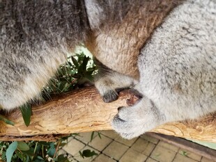 考拉爪子特写