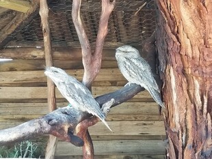 树枝上停歇的两只小鸟