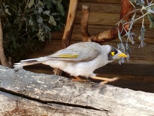 黄头小鸟立于木上