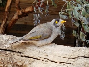 枝头黄眼灰鸟特写
