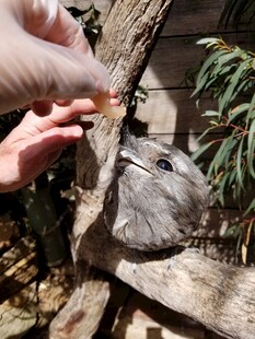 手喂小鸟的温馨瞬间