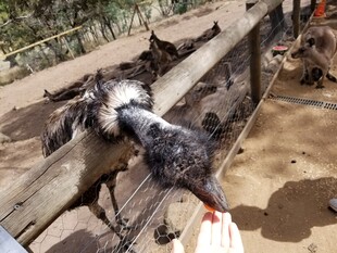 鸵鸟低头与人互动画面