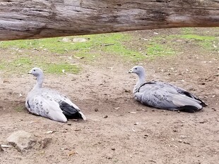 两只灰鸟于地面休憩