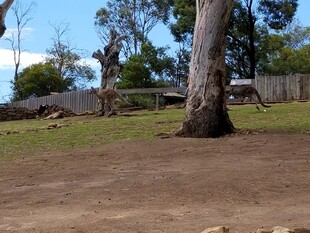 乡村树下的宁静户外场景