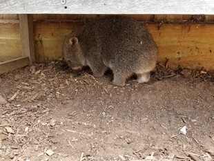 躲在角落的小动物