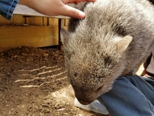抚摸袋熊的温馨瞬间