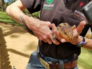 男子手持可爱蜥蜴