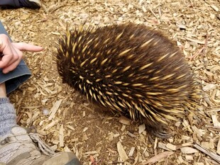 人手指向可爱针鼹