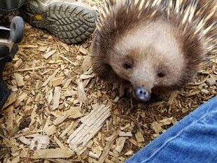 可爱小刺猬趴在木屑上