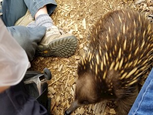 人与针鼹近距离接触场景