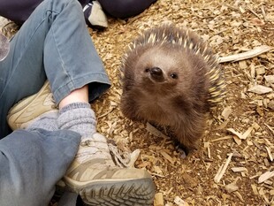 人与小刺猬温馨共处