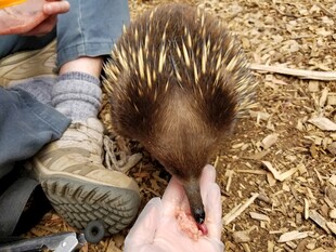 人喂针鼹进食瞬间