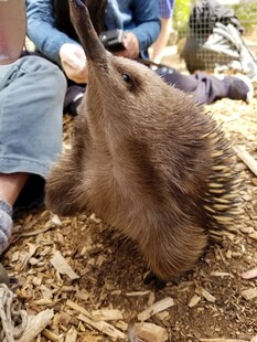 可爱针鼹与人互动瞬间