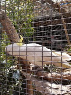 笼中白鹦鹉栖息于树枝间