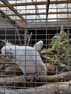 笼中白鹦鹉