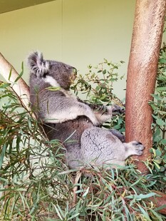 树上休憩的可爱考拉