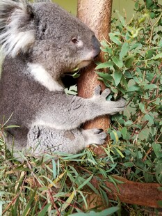 考拉栖息于绿植间