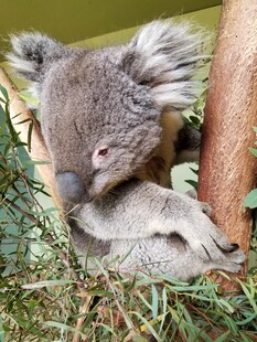 考拉依偎树干休憩