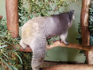 树袋熊攀爬在木架上