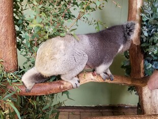 树栖动物在枝头休憩