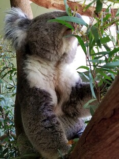 考拉树上进食的温馨瞬间