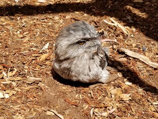 蜷缩在地上的灰色小鸟