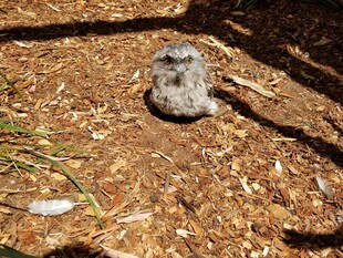 地上的灰色小鸟