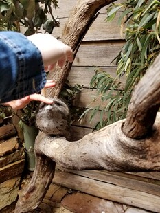 喂松鼠的温馨瞬间