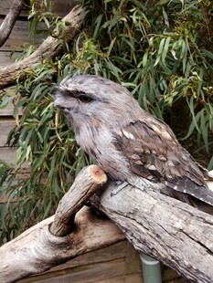 栖息枝头的茶色蟆口鸱