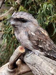 栖息于木枝的茶色蟆口鸱