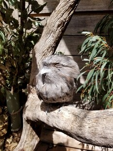 树上休憩的考拉