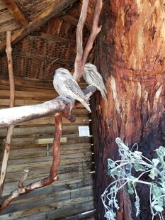 木屋旁栖息的鸟儿