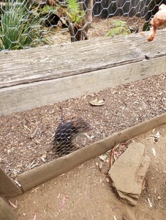 庭院中觅食的黑色小鸟