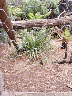 户外绿植与枯木景观