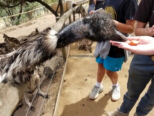 游客喂食长喙大鸟