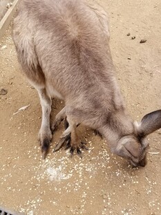 袋鼠低头嗅闻地面