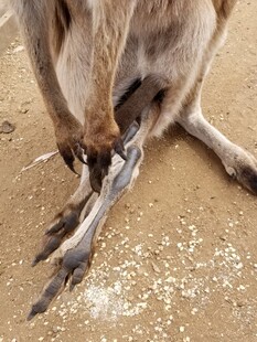 袋鼠特写 锋利的后肢爪子