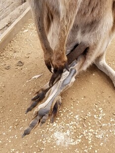 袋鼠展示有力的后腿与爪子