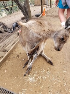 袋鼠倒地似在休息